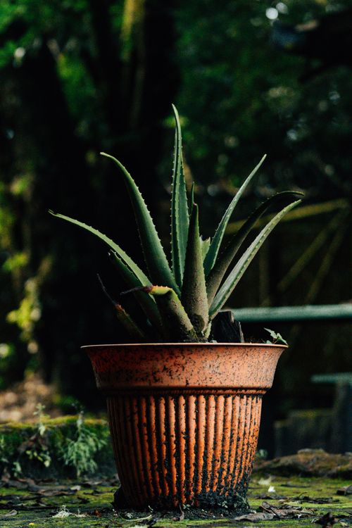 Free A lush Aloe Vera plant in a rustic pot captured in a serene outdoor setting with green foliage. Stock Photo