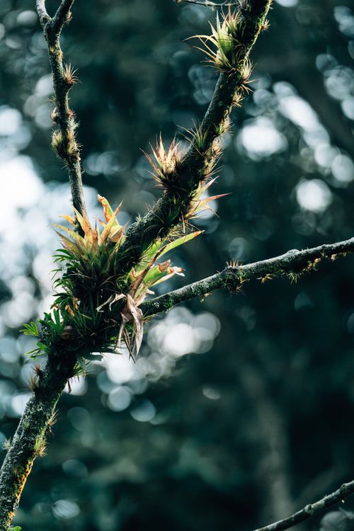 Free Close-up of a branch with vibrant epiphytes in a dense forest. Stock Photo