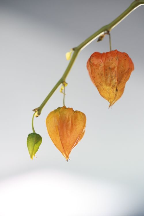 Free Three husks of Chinese Lantern plant hanging from a branch against a soft background. Stock Photo