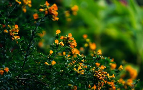 Free Close-up of vivid orange flowers with lush green leaves, creating a vibrant natural scene. Stock Photo