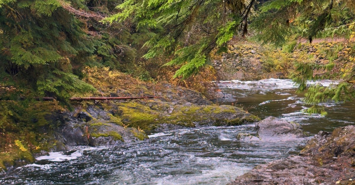 Mossy Rocks Fall Scenic Forest River in Fall with Mossy Rocks · Free Stock Photo