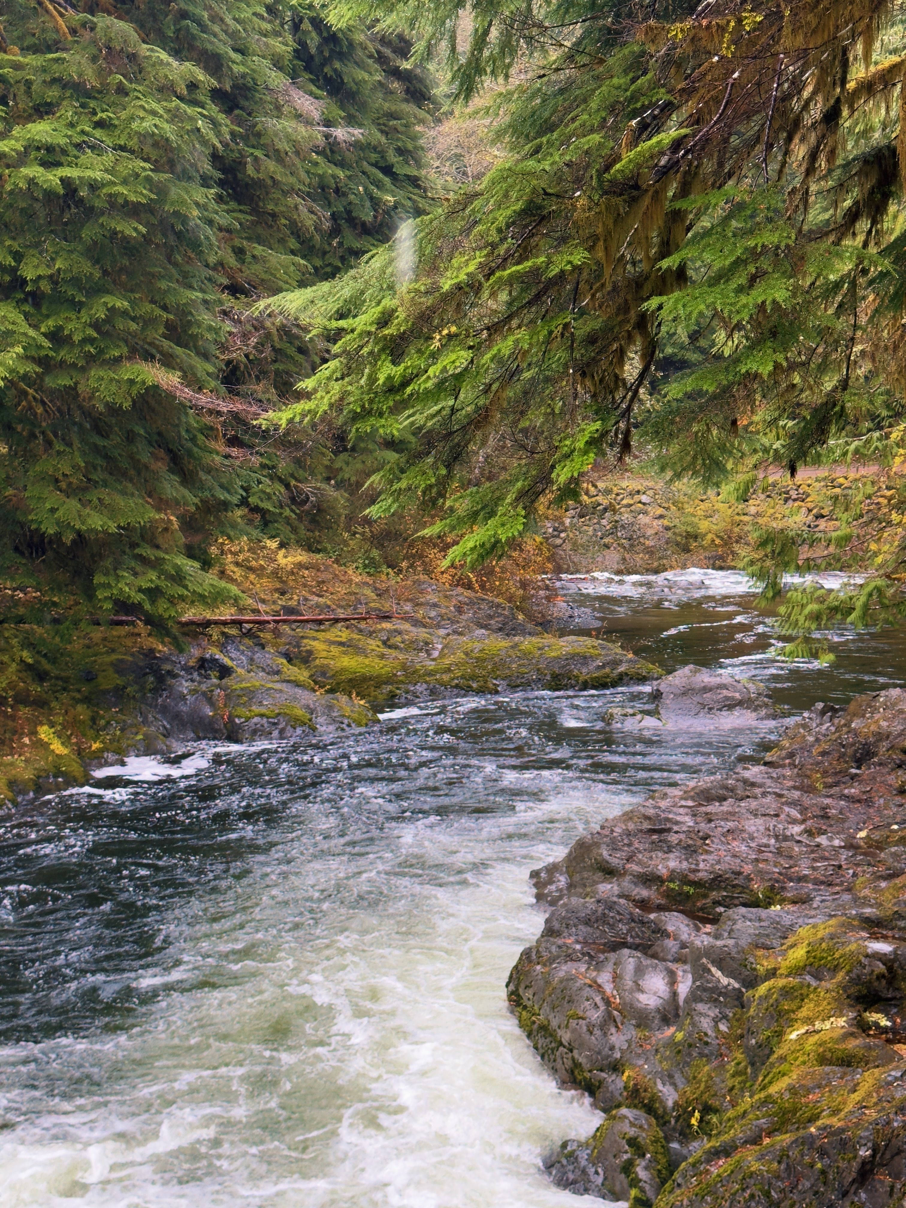 Scenic Forest River in Fall with Mossy Rocks · Free Stock Photo