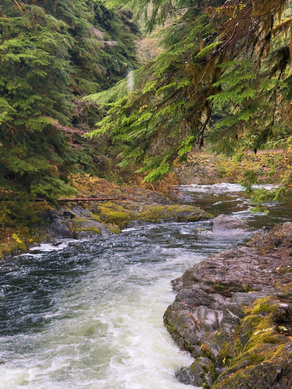 Mossy Rocks Fall Scenic Forest River in Fall with Mossy Rocks · Free Stock Photo