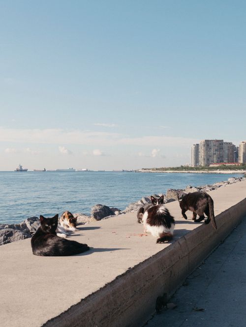 Free A group of cats lounging by the seaside with city buildings and ships in the background. Stock Photo