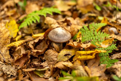 Free Close-up of a mushroom surrounded by fallen leaves and ferns in a forest setting during fall. Stock Photo