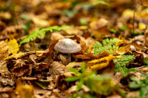 Free Close-up of a mushroom surrounded by vibrant autumn leaves and greenery on a forest floor. Stock Photo