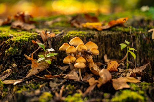 Free A vibrant cluster of mushrooms surrounded by autumn leaves on a mossy forest floor, creating a stunning natural scene. Stock Photo