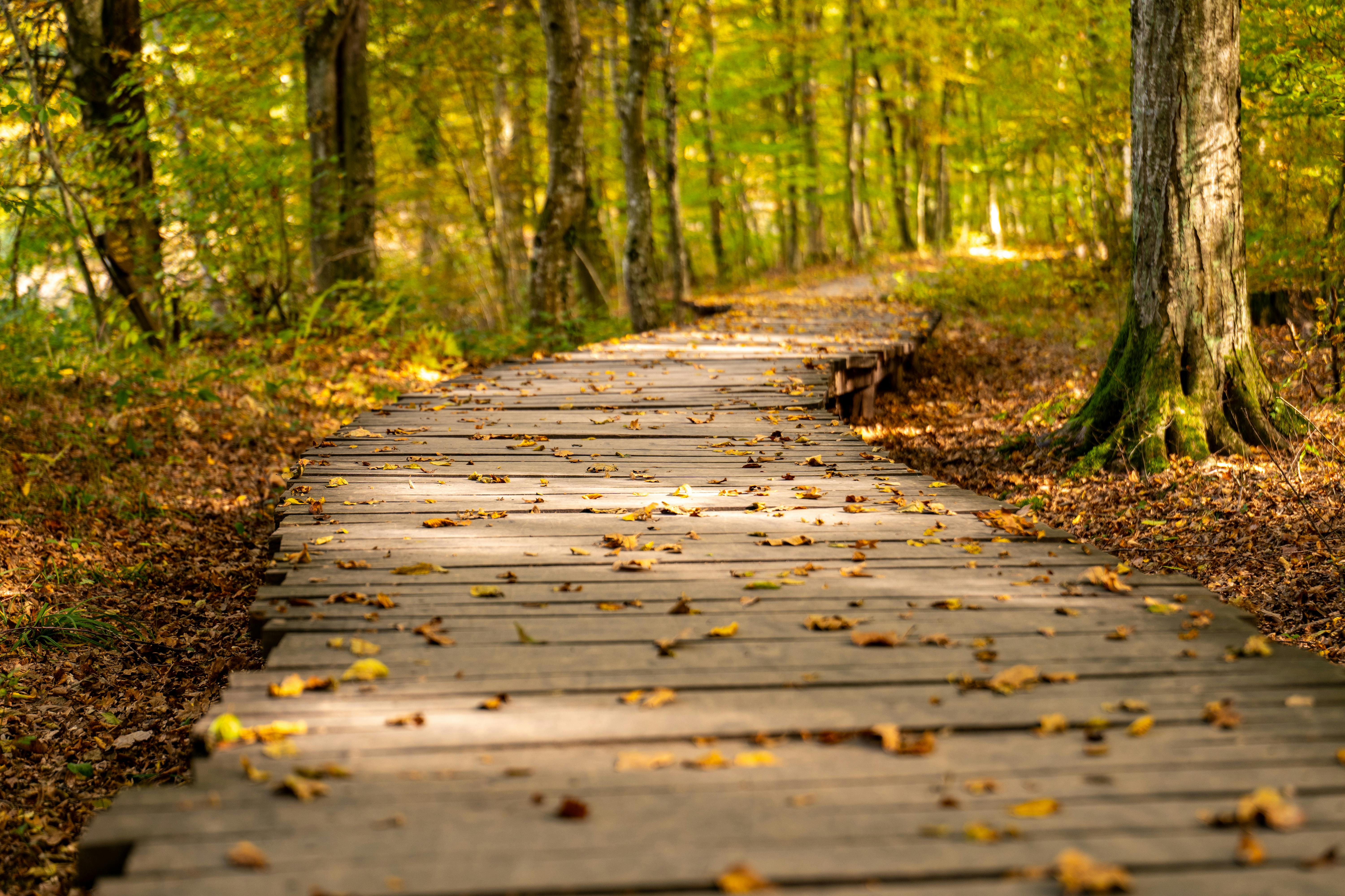 Healthspan White Paper: The Data-Driven Path to Longevity — Photo by Vladimir Srajber on Pexels