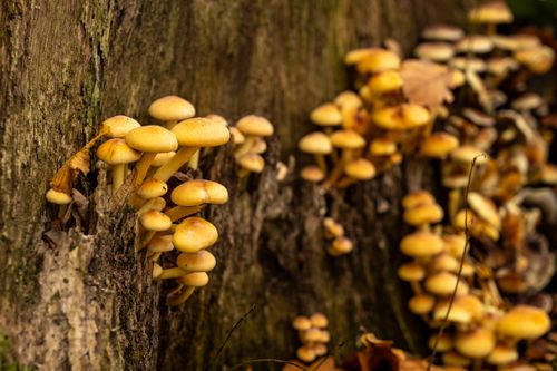 Free Close-up shot of yellow mushrooms growing on a tree trunk in an autumn forest. Stock Photo