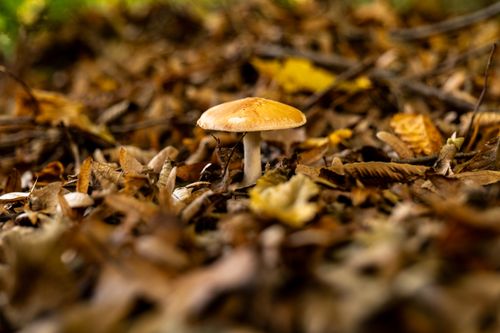 Free Close-up of a mushroom amidst fallen autumn leaves in a forest setting. Stock Photo