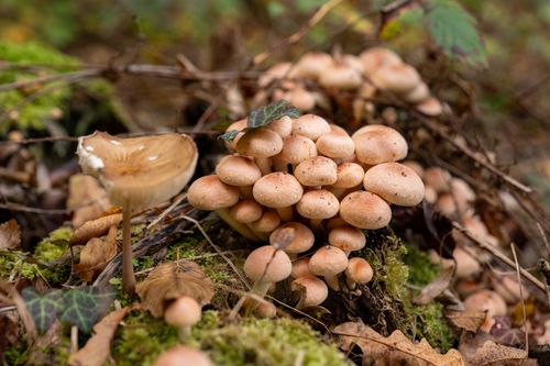 Free A variety of mushrooms growing naturally in a forest setting, surrounded by moss and fallen leaves. Stock Photo
