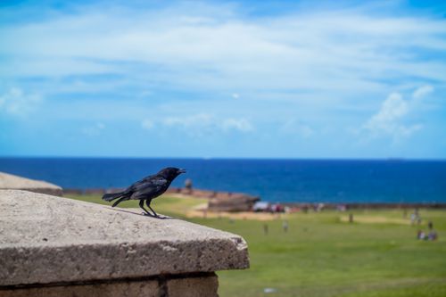 Free A solitary blackbird sits on a stone ledge overlooking the ocean during a bright, sunny day. Stock Photo