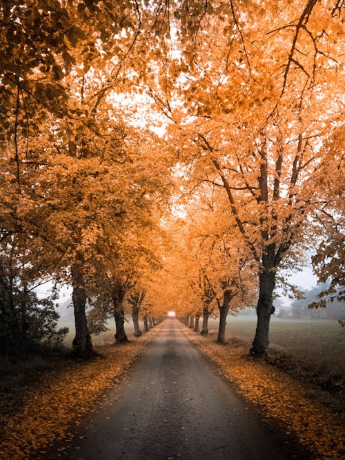 Road and Trees on a Foggy Autumn Day 