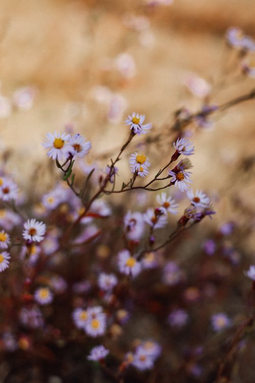 Free Vibrant daisies in bloom captured in Azerbaijan, showcasing nature's beauty. Stock Photo