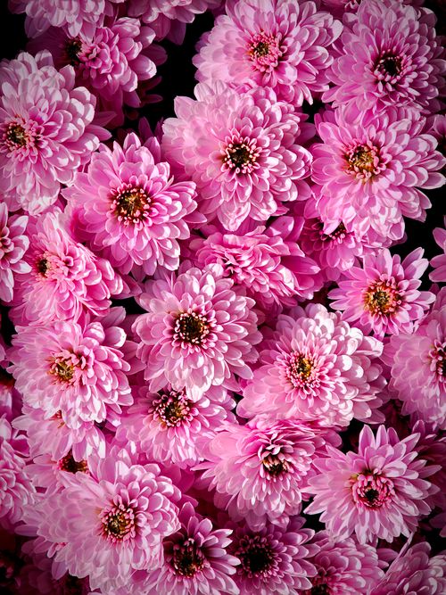Free Vibrant cluster of pink chrysanthemum flowers in full bloom, showcasing natural beauty and elegance. Stock Photo
