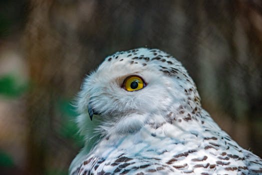 Captivating close-up of a snowy owl with striking yellow eyes at Nuremberg Zoo, Germany.