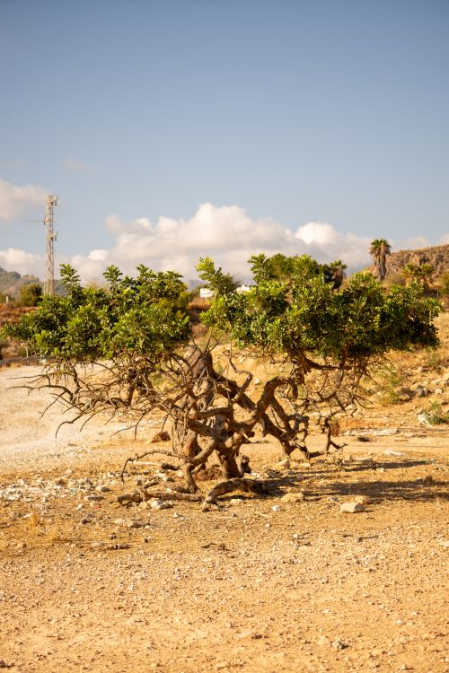 Free Unique arid landscape with trees under clear blue sky in Nerja, Spain. Stock Photo