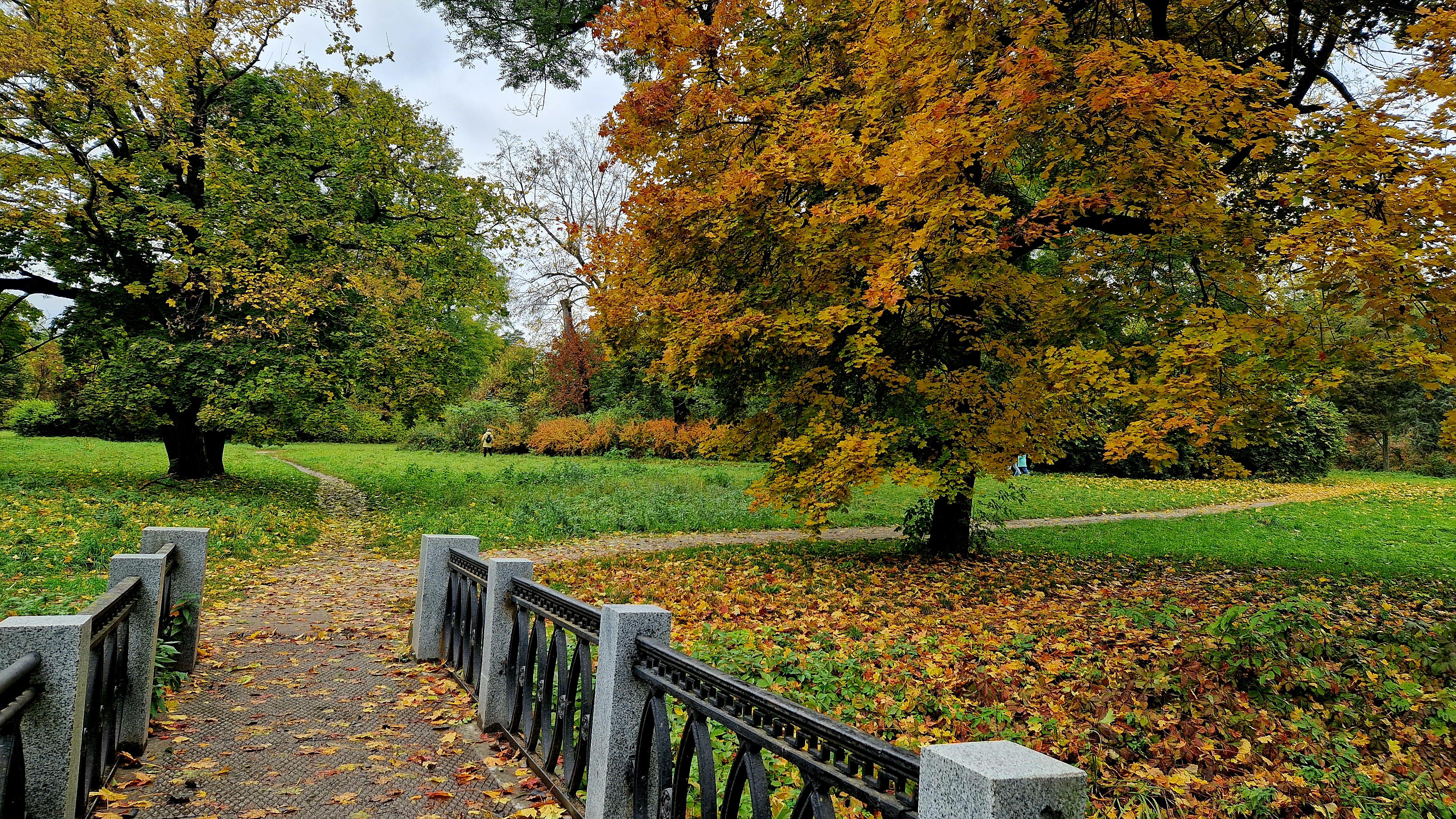 Scenic Autumn Park with Colorful Trees and Pathway · Free Stock Photo
