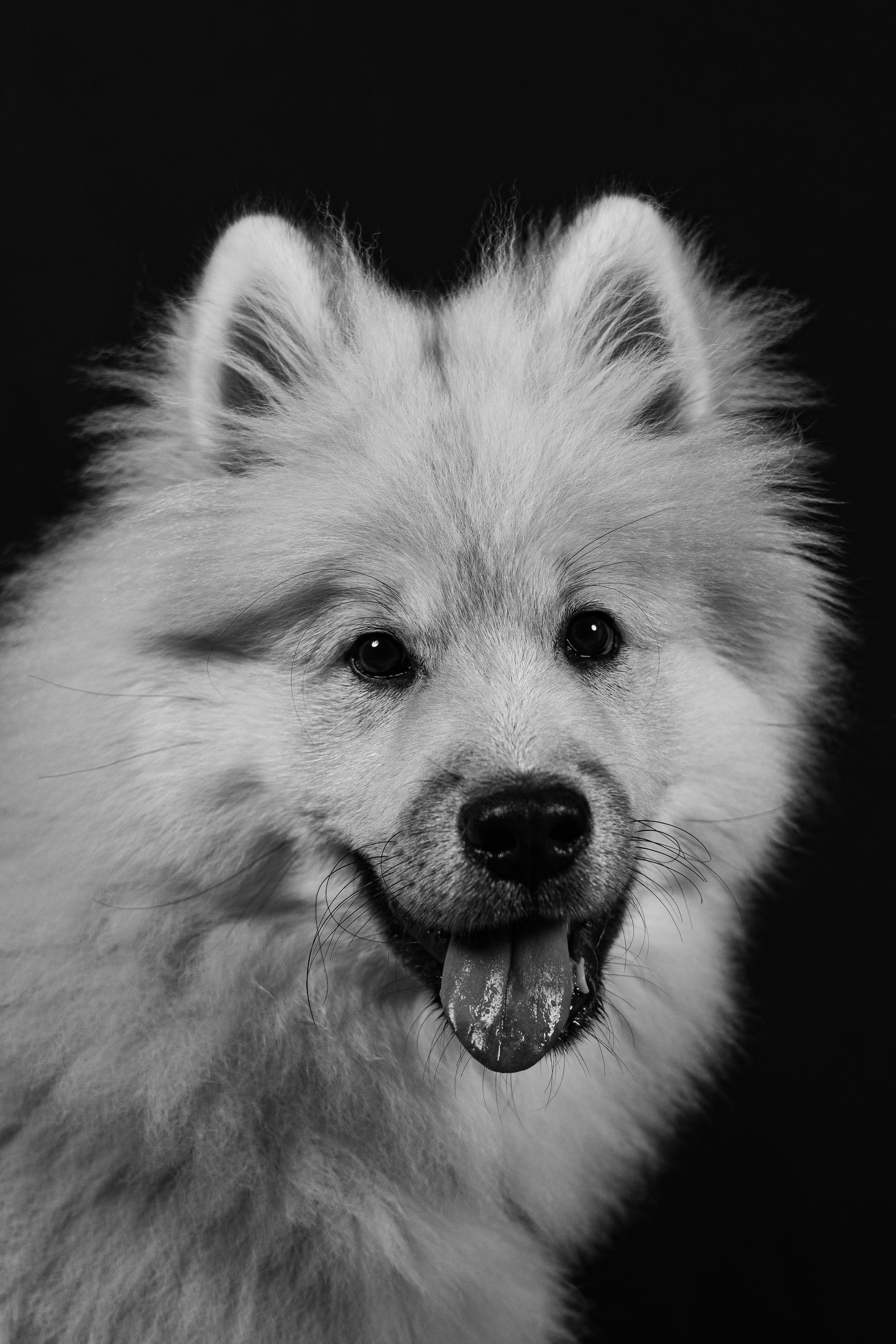 Adorable Samoyed Puppy Portrait in Studio · Free Stock Photo