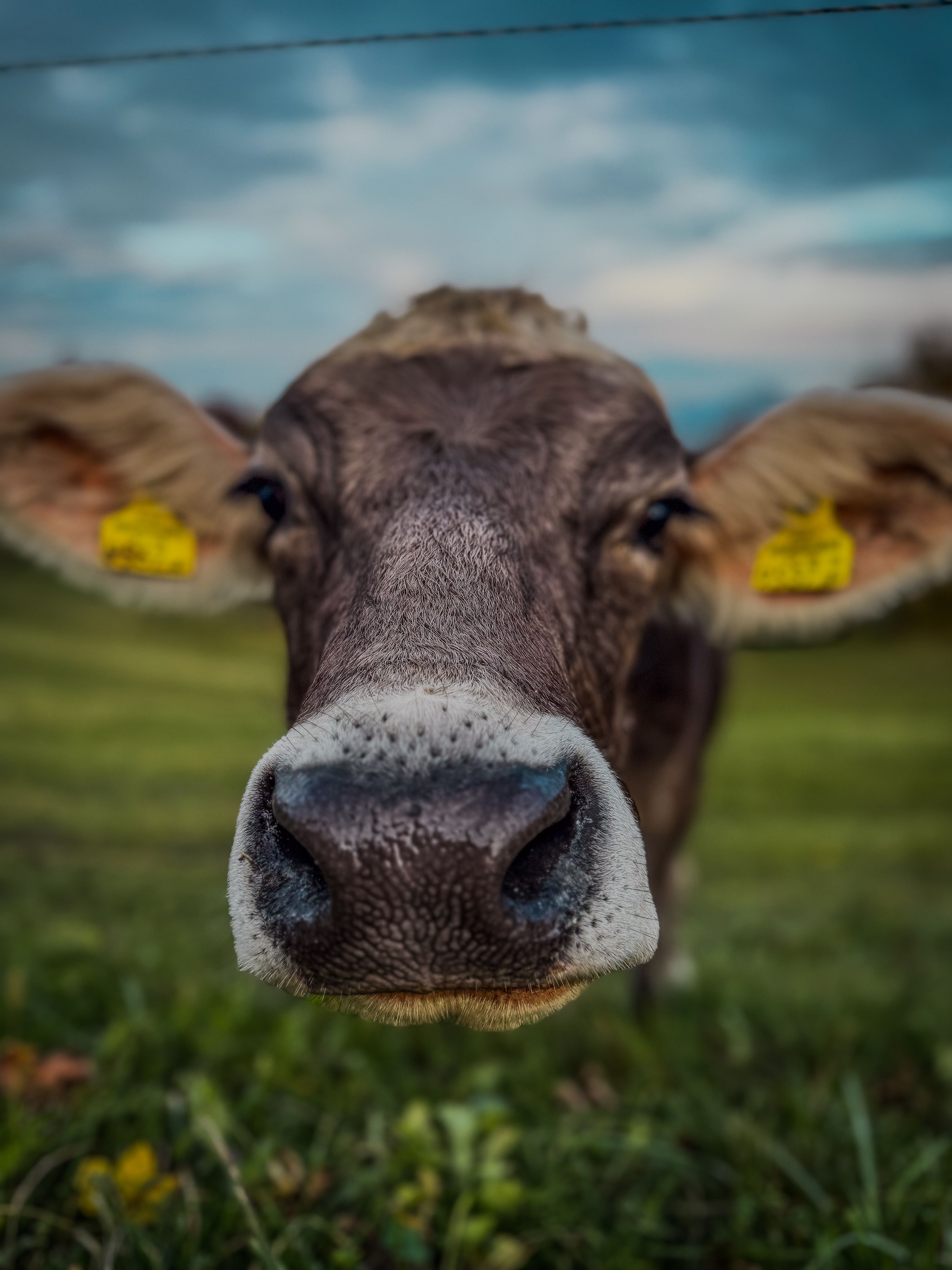 Sapi Penasaran Di Padang Rumput Hijau Yang Subur · Foto Stok Gratis
