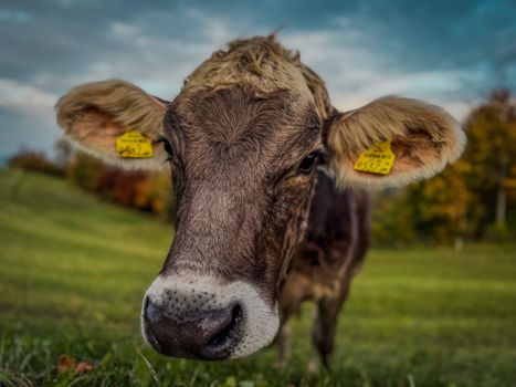 Intimate close-up of a brown cow with ear tags grazing in a lush green pasture, Plankenstein.