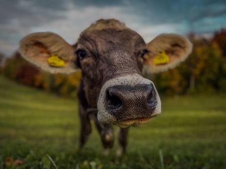 A close-up shot of a brown cow with large ears and tags, standing in a green meadow.