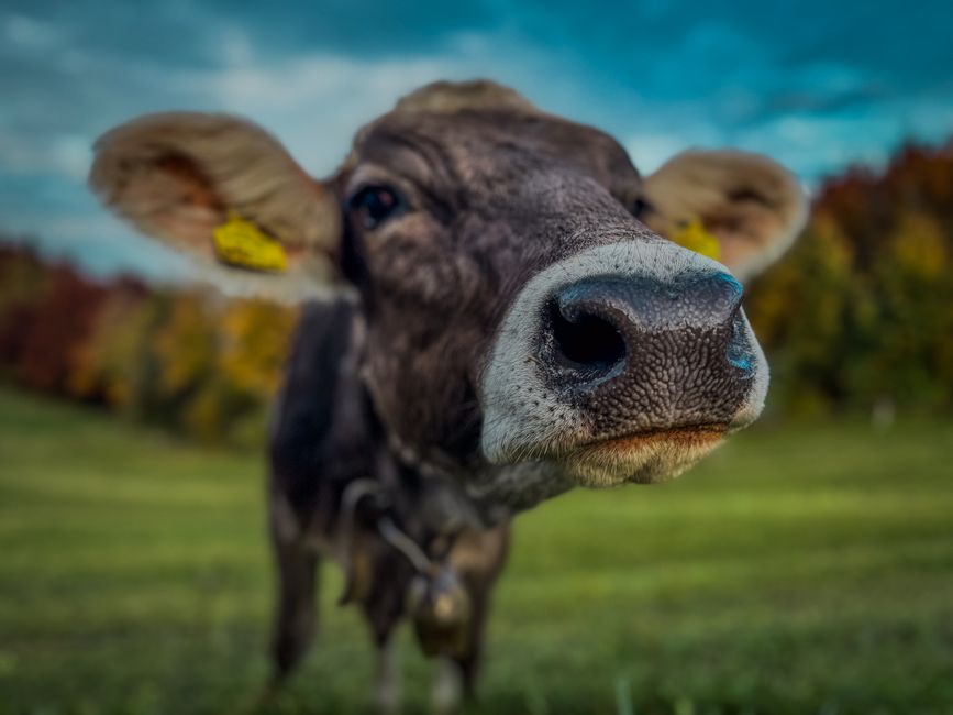 A curious brown cow in a green Austrian meadow with colorful autumn trees.