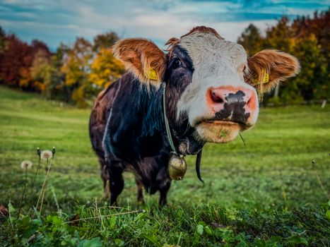 Brown and white cow grazing in a green pasture during autumn in Plankenstein, Austria.