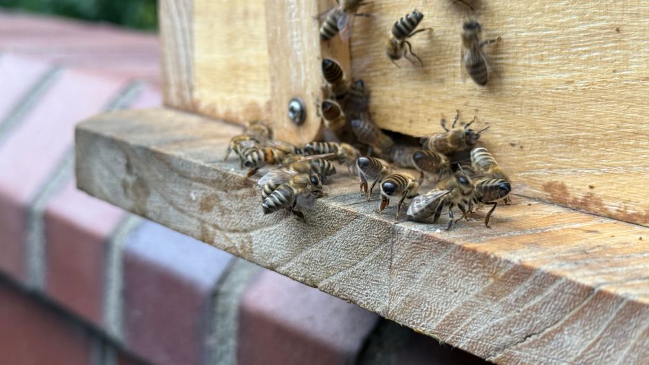 Wooden beehive frames used for relocating a live honeybee colony