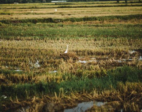 Free Idyllic scene of an egret in the lush rice fields of Kon Tum, Vietnam during daytime. Stock Photo