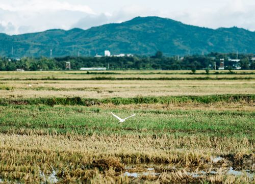 Free Peaceful rice fields with a bird in flight in Kon Tum, Vietnam. Stock Photo
