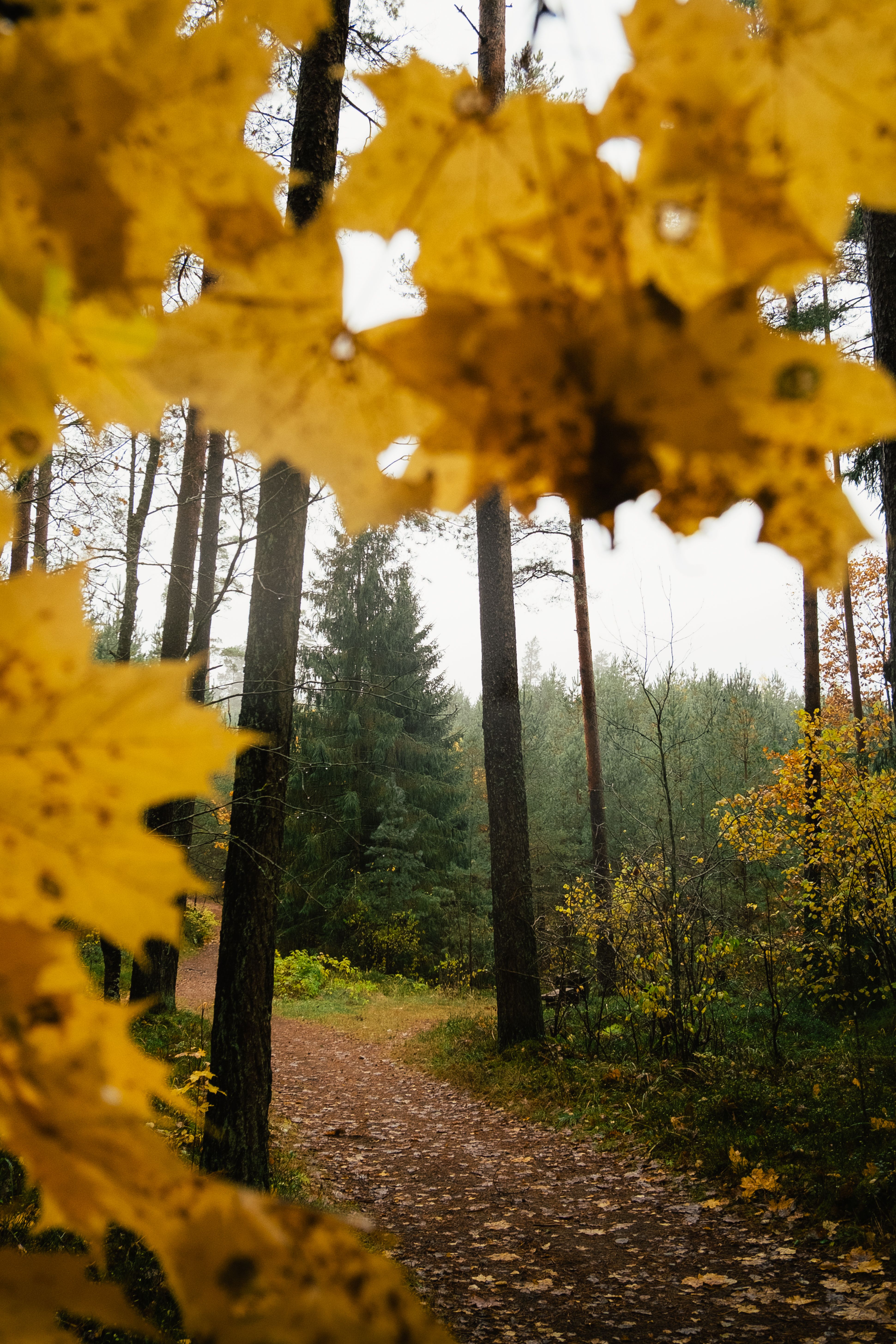 A peaceful autumn path in a forest with vibrant yellow leaves and tall trees, perfect for nature lovers.
