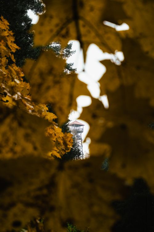 Free Observation tower seen through autumn leaves, creating a natural frame and vibrant contrast. Stock Photo