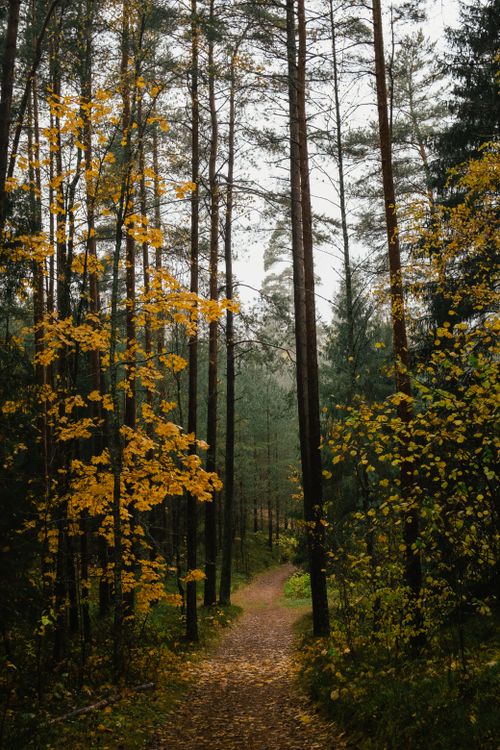 Free Captured during autumn, this forest scene features vibrant yellow leaves and a tranquil pathway. Stock Photo