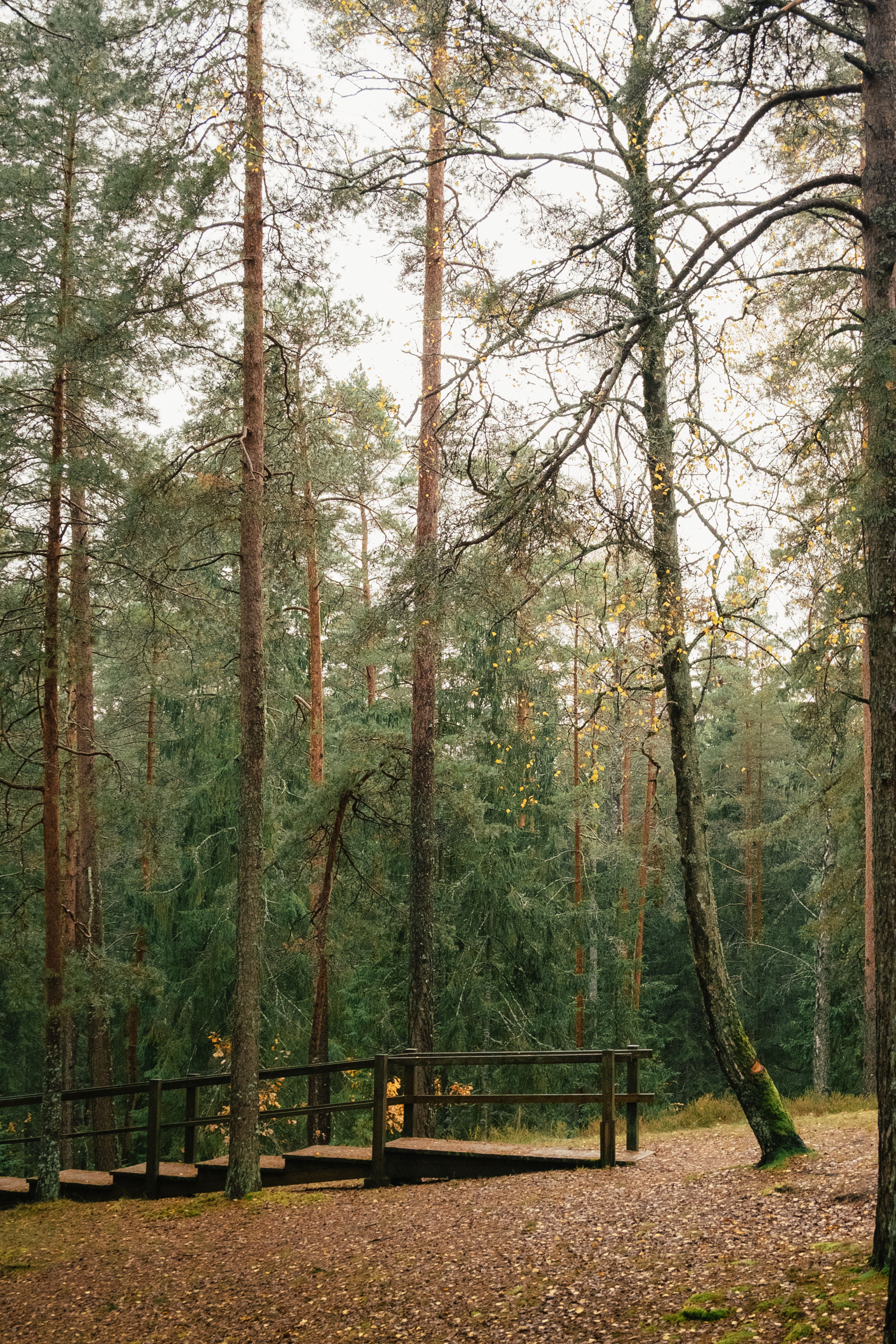 Scenic Autumn Pathway in Forested Park · Free Stock Photo