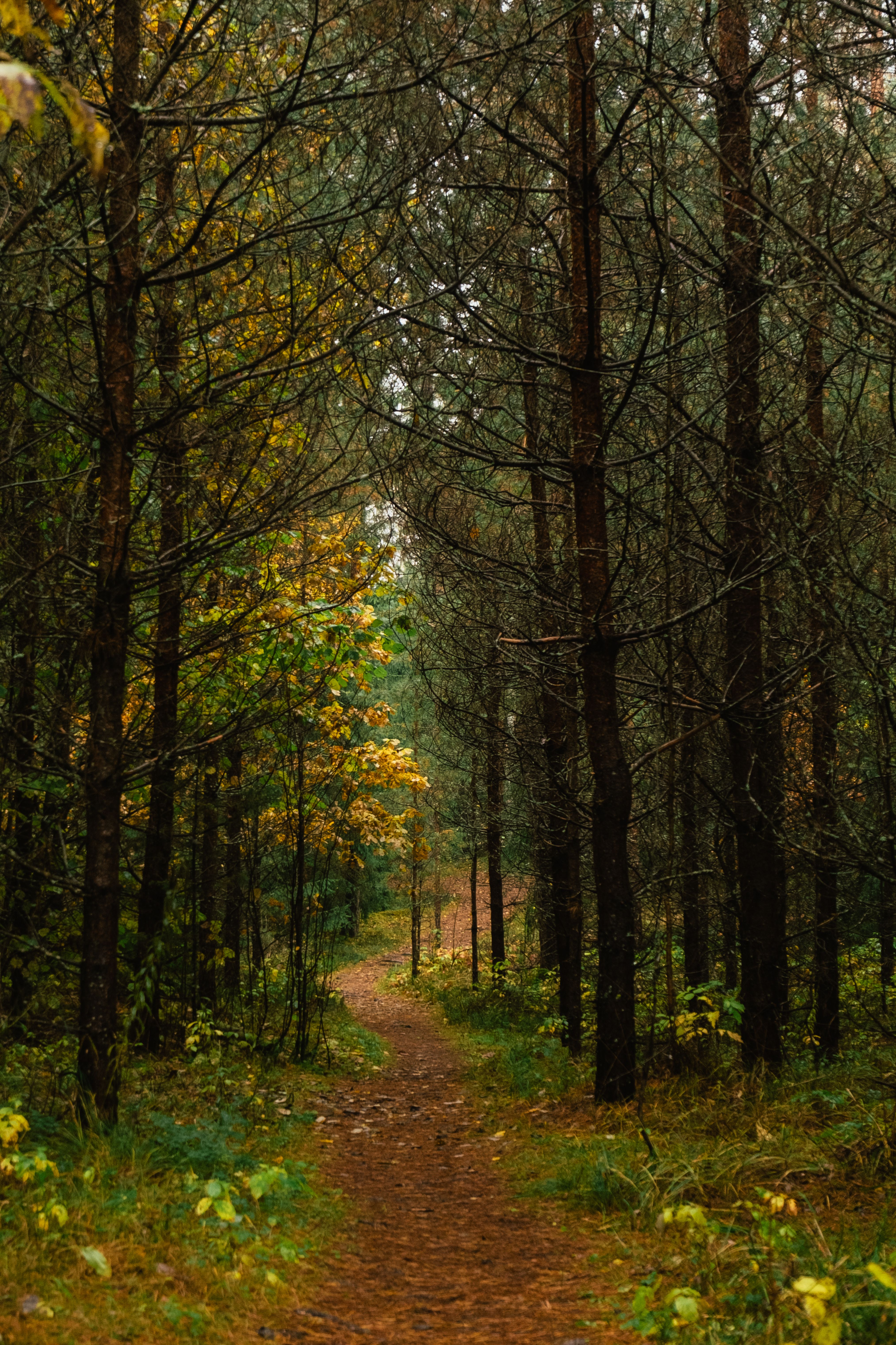 Serene Forest Path in Autumn Foliage · Free Stock Photo