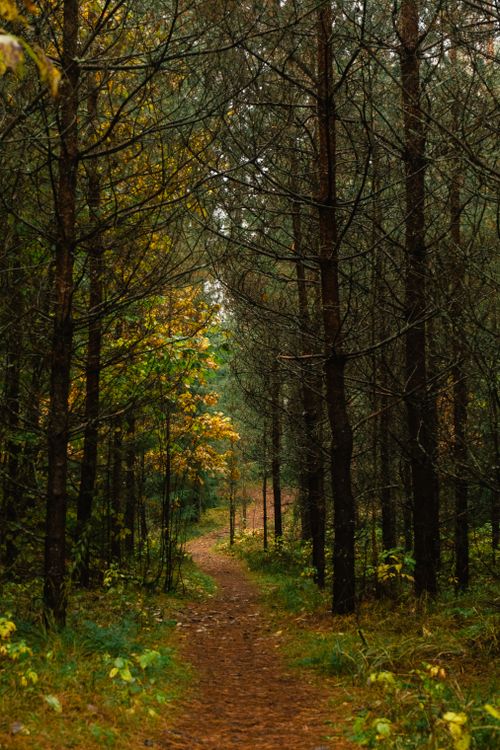 Free A tranquil forest path surrounded by tall trees and autumn foliage, creating a peaceful natural retreat. Stock Photo