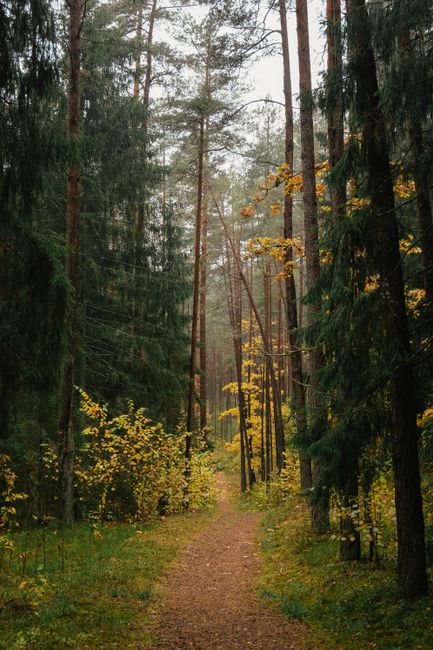 Serene forest path surrounded by tall trees and vibrant autumn foliage.