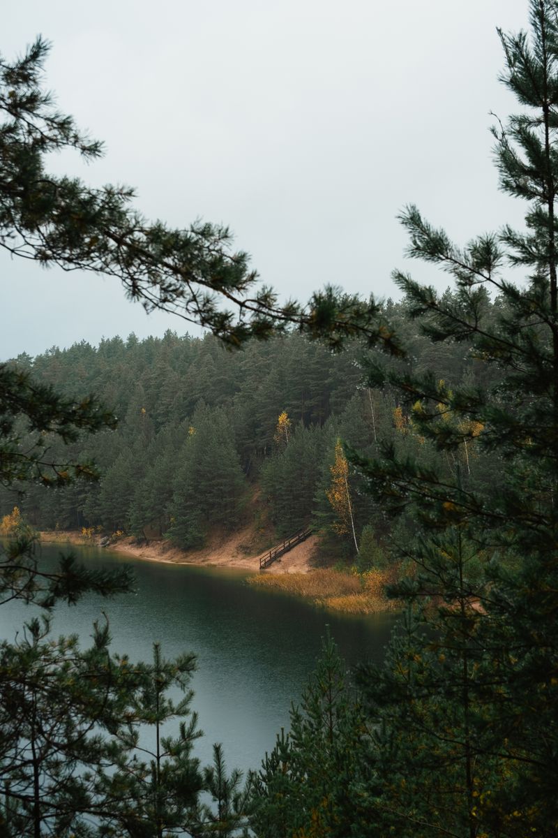 A tranquil forest lake surrounded by lush pine trees in autumn, offering a peaceful escape into nature.