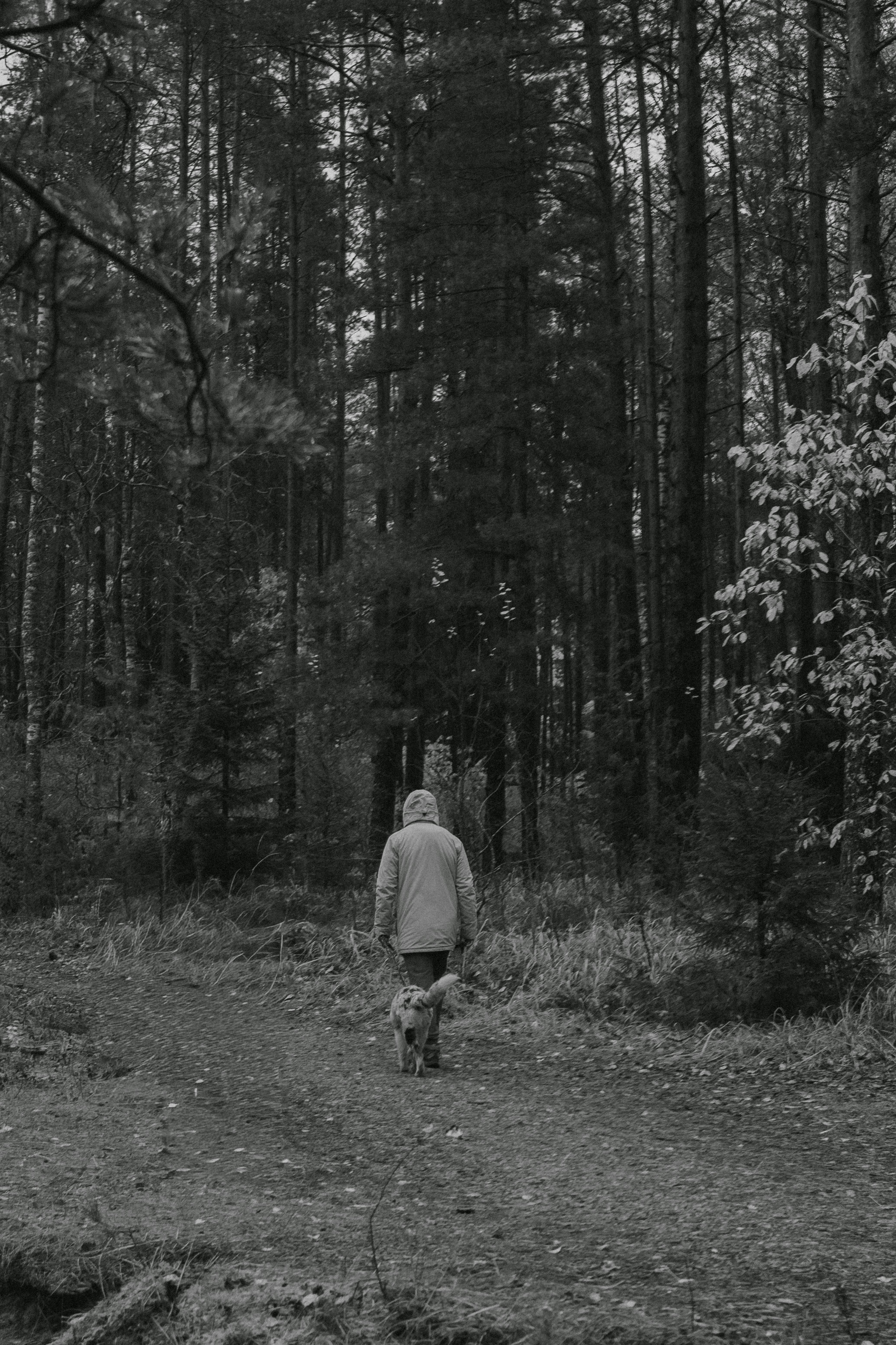 Adult walking a dog on a forest path, captured in moody black and white tones.