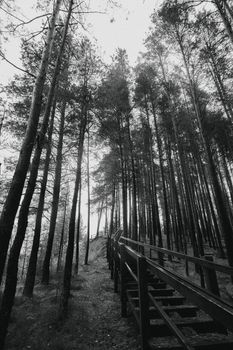 Black and white photo of a forest pathway with tall trees and wooden stairs.