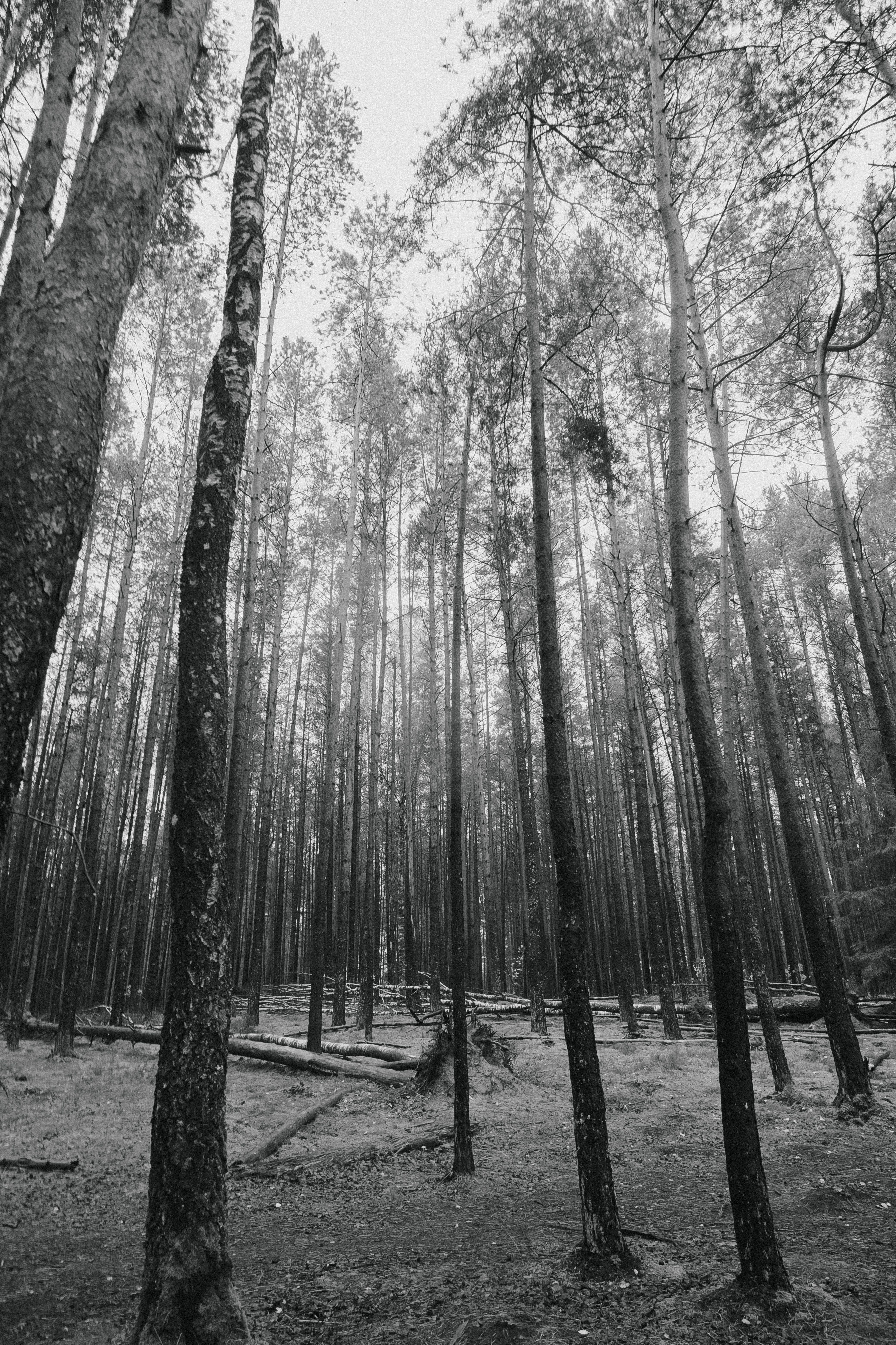 Serene Black and White Forest Landscape · Free Stock Photo