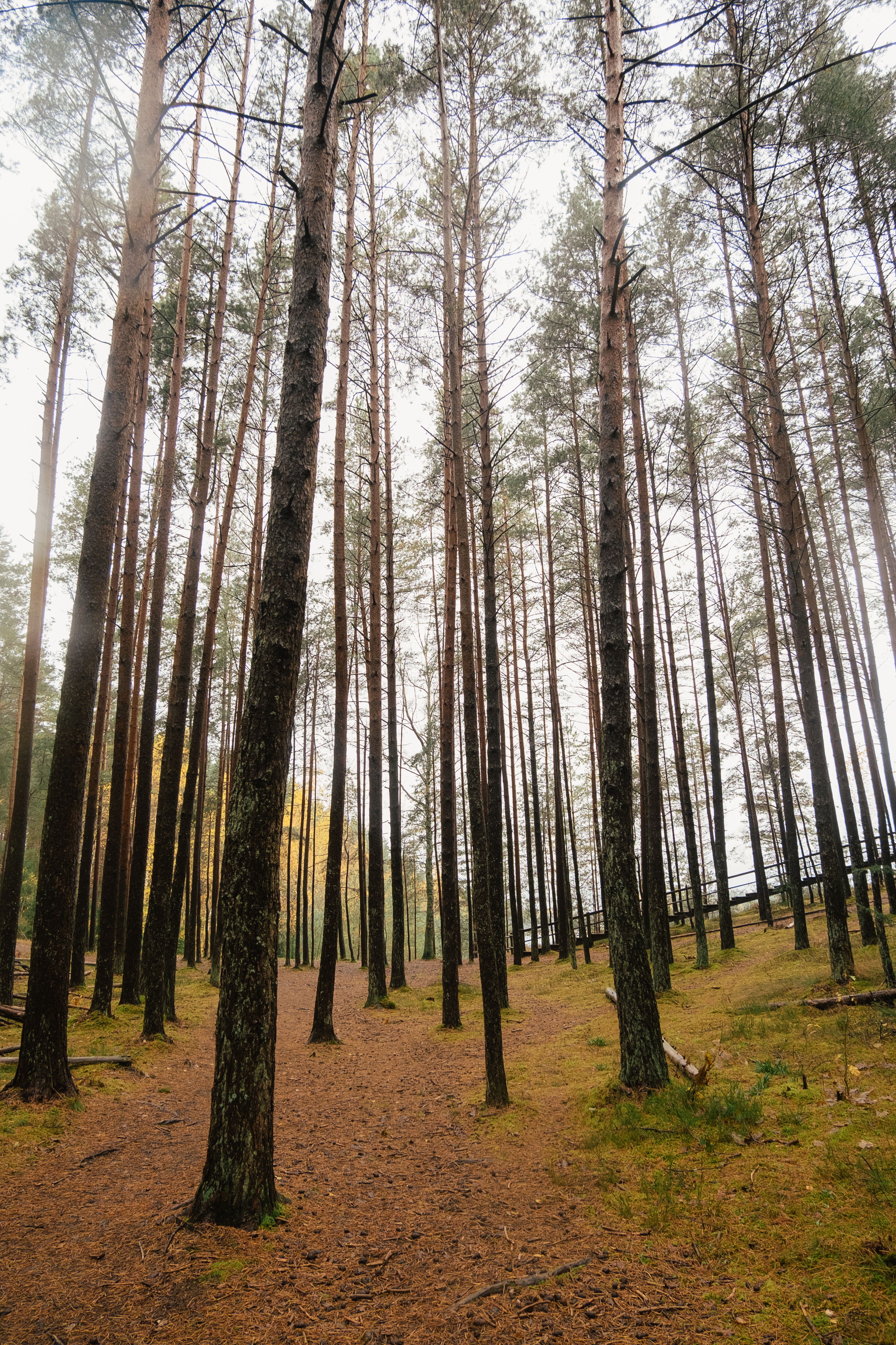 Serene Pine Forest with Tall Trees · Free Stock Photo