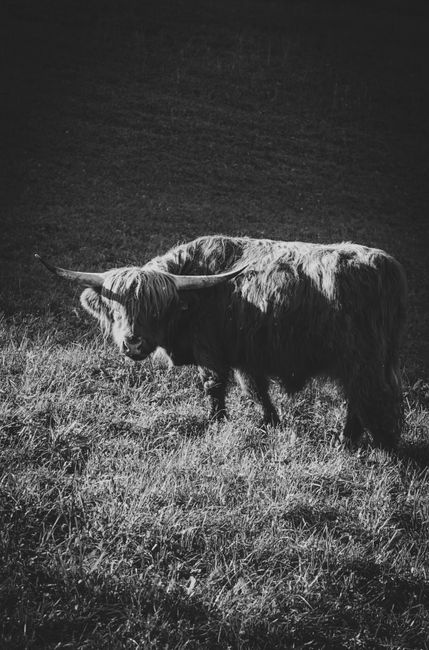 Black and white photo of a Highland cow standing in a grassy field, showcasing its distinctive horns and shaggy coat.