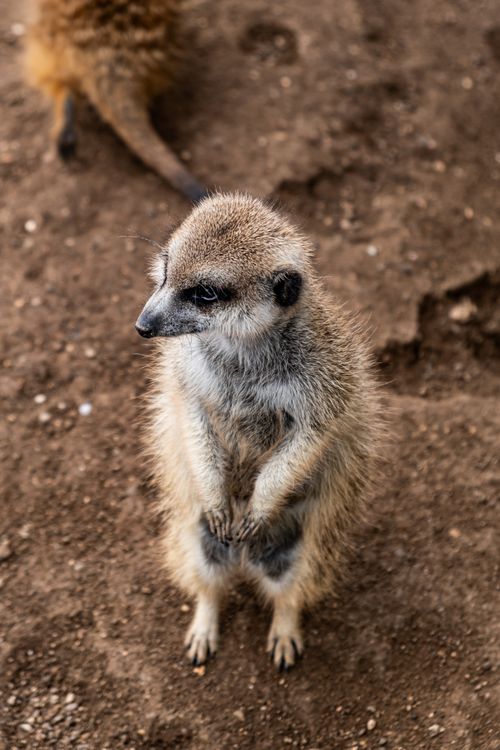 Free Close-up of a meerkat standing upright on a dirt surface, showcasing its cute posture. Stock Photo