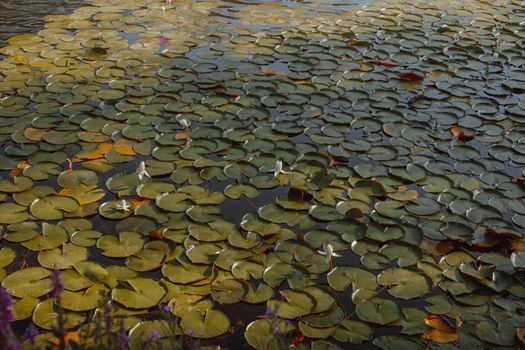 Lush pond covered with green water lilies in Bolu, Türkiye, reflecting tranquility.