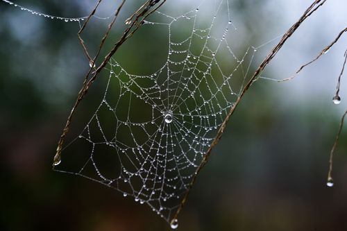 Free Close-up of a dew-covered spider web on twigs during a foggy morning. Stock Photo