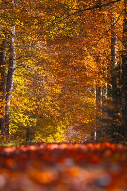 Free Sunlit forest path adorned with vibrant fall foliage displaying rich autumn colors. Stock Photo
