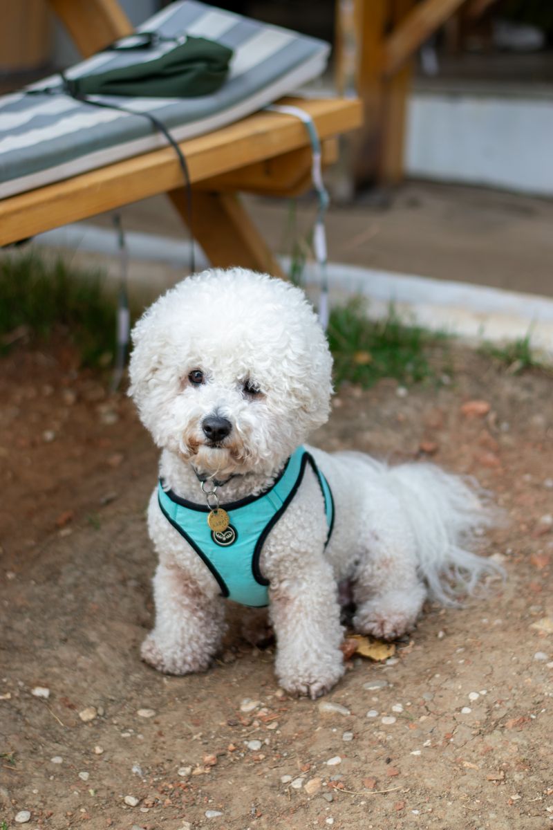 Charlie - photo 1