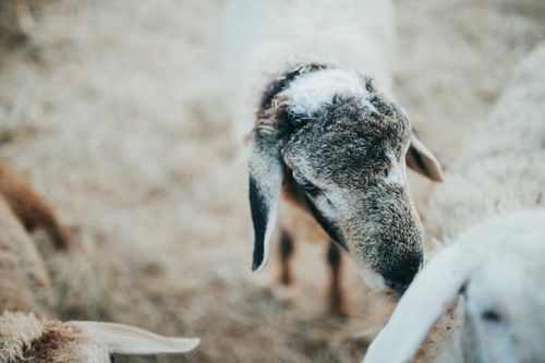 Free Intimate close-up of sheep interacting in a field, Kon Tum, Vietnam, reflecting rural life. Stock Photo